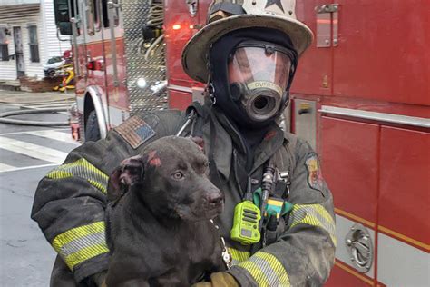 WATCH: NYS troopers save dog from house fire